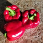 Poivron rouge en vente directe à Saint-Denis-de-Gastines