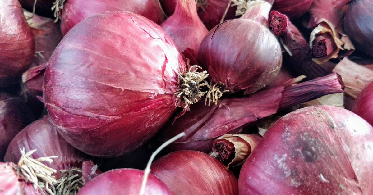 Oignons rouges biologiques en vente directe entre Ernée et Gorron