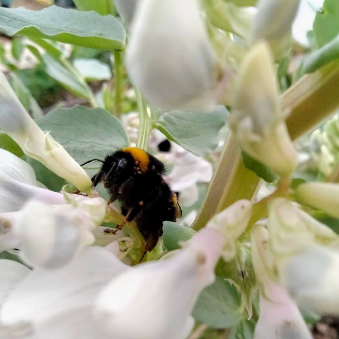Bourdon dans les fleurs de fèves biologiques