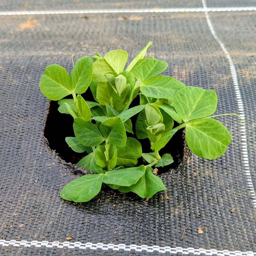 Plantation des pois gourmands à Saint-Denis-de-Gastines