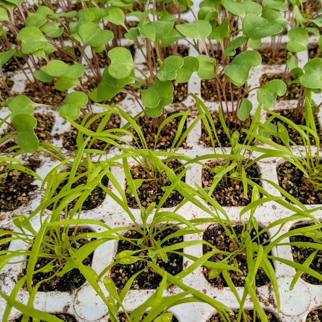 Semis de mesclun dans la pépinière du Jardin Ouroboros