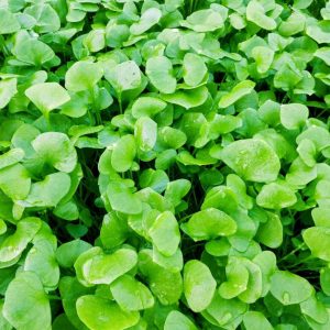 Claytone de Cuba pour un mesclun frais et croquant